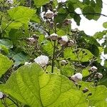 Catalpa speciosa 花