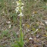 Platanthera bifolia Pokrój