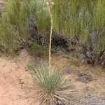 Yucca angustissima Leaf