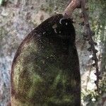 Dioclea malacocarpa Froito