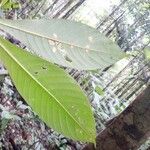 Duroia eriopila Leaf