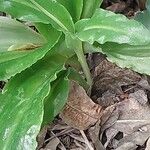 Veltheimia bracteata Lubje