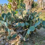 Opuntia orbiculata عادت داشتن