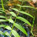 Sium latifolium Hoja