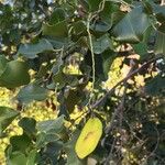 Pterocarpus rotundifolius Fruit