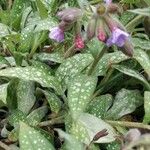 Pulmonaria officinalis Frunză