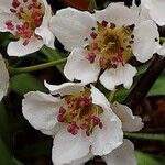 Pyrus pyrifolia Flower