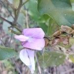 Canavalia ensiformis Flower