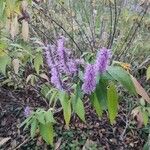 Elsholtzia stauntonii Flower