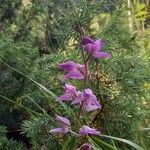 Cephalanthera rubra Blüte