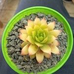 Sempervivum globiferum Folla