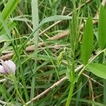 Vicia bithynica Arall