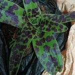 Orchis mascula Leaf
