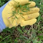 Epilobium coloratum Λουλούδι