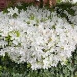 Rhododendron arborescens Flower