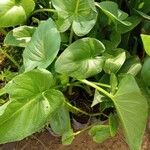 Calla palustris Blad