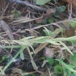 Linum maritimum Feuille