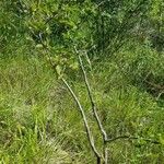 Betula humilis Облик