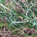 Teucrium creticum Hoja
