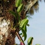 Anthurium scandens Іншае