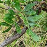 Pistacia aethiopica Levél