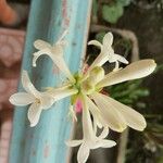 Polianthes tuberosa Floro