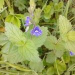 Veronica chamaedrys Flower