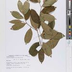 Synandrodaphne paradoxa Otro