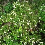 Cistus salviifolius Costuma