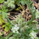 Pseudorlaya pumila ഫലം