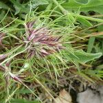 Poa bulbosa Fula