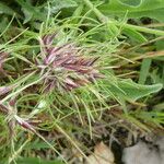 Poa bulbosa Flower