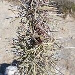 Didierea madagascariensis Leaf
