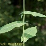 Lactuca quercina अन्य