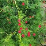 Ipomoea quamoclit Bloem