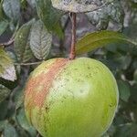 Eugenia stipitata Fruit