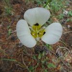 Calochortus leichtlinii Virág