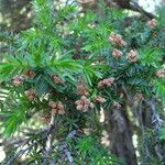 Juniperus drupacea Fleur