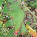 Chenopodium quinoa Лист