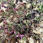 Thymus longiflorus Fula