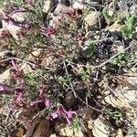 Thymus longiflorus