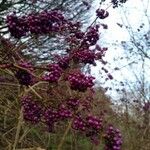 Callicarpa americana Ďalší