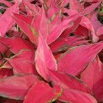 Aglaonema commutatum Folha