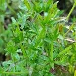 Galium palustre Leht