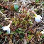 Houstonia caerulea Habit