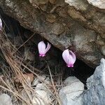 Cyclamen graecumЦвят