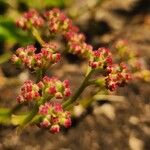 Cyphostemma adenocaule Flower