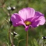 Cosmos bipinnatus Flower