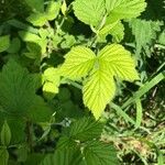 Rubus pruinosus Lehti