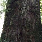Fitzroya cupressoides Kabuk